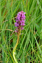 Early marsh orchid (Dactyorhiza iincarnata) flowering on managed grazing land, Wicken Fen, Cambridgeshire, UK, June