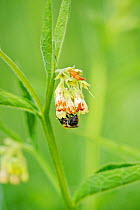 Bee visiting flower of Common Comfrey (Symphytum officinale) on managed grazing land, Wicken Fen, Cambridgeshire, UK, June.