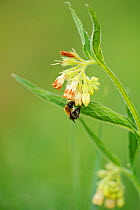Bee visiting flower of Common Comfrey (Symphytum officinale) on managed grassland, Wicken Fen, Cambridgeshire, UK, June