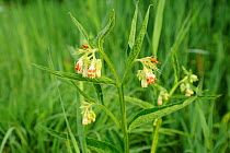 Common Comfrey (Symphytum officinale) flowering on managed grassland, Wicken Fen, Cambridgeshire, UK, June
