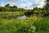 Modern wind pump for pumping water onto the fen, Charlock flowering in foreground, Wicken Fen, Cambridgeshire, UK, June 2011
