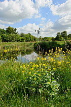 Modern wind pump for pumping water onto Wicken Fen, Charlock (Sinapis arvensis) flowering in the foreground, Wicken Fen, Cambridgeshire, UK, June 2011