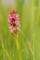 Southern-marsh orchids (Dactylorhiza praetermissa) Wicken Fen, Cambridgeshire, UK, June