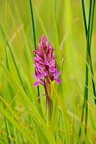 Early marsh orchid (Dactylorhiza incarnata) Wicken Fen, Cambridgeshire, UK, June