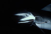 Juvenile oceanic Blacktip Shark (Carcharhinus limbatus) hooked on long line. Cocos Island, Costa Rica, Pacific Ocean.
