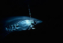 Bigeye Thresher Shark (Alopias superciliosus) hooked on long line. Cocos Island, Costa Rica, Pacific Ocean.