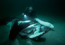 Diver examines sharks, finned and thrown overboard to drown. Cocos Island, Costa Rica, Pacific Ocean.