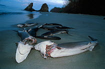 Sharks finned alive and thrown overboard to drown and wash up on beach. Costa Rica, Pacific Ocean.