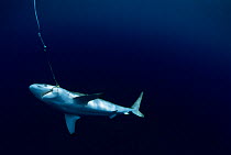 Live Oceanic Blacktip Shark (Carcharhinus limbatus) hooked on long line. Cocos Island, Costa Rica, Pacific Ocean.
