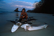 Man looking at dead sharks, previously finned alive and thrown overboard, washed up on beach. Costa Rica, Pacific Ocean. Model released.