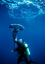 Diver holding a Scalloped Hammerhead (Sphyrna lewini), finned alive, thrown overboard to drown. Cocos Island, Costa Rica, Pacific Ocean.