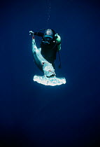Diver holding a Scalloped Hammerhead (Sphyrna lewini), finned alive, thrown overboard to drown. Cocos Island, Costa Rica, Pacific Ocean. Model released.