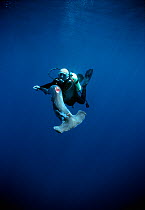 Diver holding a Scalloped Hammerhead (Sphyrna lewini), finned alive, thrown overboard to drown. Cocos Island, Costa Rica, Pacific Ocean. Model released.