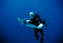 Diver examining live hooked Oceanic Blacktip Shark (Carcharhinus limbatus). Cocos Island, Costa Rica, Pacific Ocean. Model released.