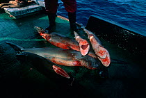Finned Sharks on deck of long line fishing boat. Cocos Island, Costa Rica, Pacific Ocean Model released.