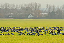 Flock of Dark-bellied brent geese (Branta bernicla bernicla) feeding on crops, South Swale, Kent, UK, December 2010