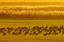 Flock of Dark-bellied brent geese (Branta bernicla bernicla) feeding on crops at dusk, South Swale, Kent, UK, December