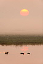 Three Mallard (Anas platyrhynchos) on water at dawn, Elmley RSPB Reserve, Kent, UK, April