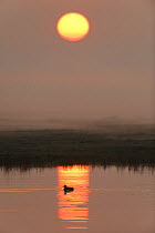 Duck on water in reflection of sunlight at dawn, Elmley RSPB Reserve, Kent, UK, April