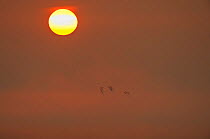Sun rising at dawn with silhouette of Shelduck (Tadorna tadorna) in flight, Elmley RSPB Reserve, Kent, UK, April