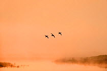 Silhouette of European Wigeon (Anas penelope) in flight over marshes at dawn, Elmley RSPB Reserve, Kent, UK, April