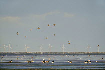 Flock of Dark-bellied brent geese (Branta bernicla bernicla) feeding on and flying over mudflats, South Swale, Kent, UK, with Kentish Flats offshore wind farm in background, October 2010