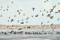 Mixed flock of Dark-bellied brent geese (Branta bernicla bernicla) and Black-tailed godwit (Limnosa limosa) South Swale Nature Reserve, Kent, UK, with Whitstable in background, October 2010