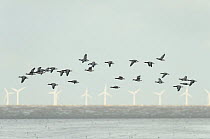 Flock of Dark-bellied brent geese (Branta bernicla bernicla) in flight over water, South Swale NR, Kent, UK, with Kentish Flats Windfarm in the background, October 2010 (This image may be licensed eit...