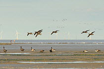 Flock of Dark-bellied brent geese (Branta bernicla bernicla) feeding on and in flight over mudflats, South Swale NR, Kent, UK, with Kentish Flats Windfarm in the background, October 2010