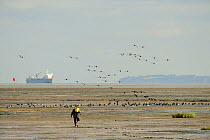 Flock of Dark-bellied brent geese (Branta bernicla bernicla) with man digging bait in foreground and Thames shipping in background, Leigh-on-Sea, Essex, UK, October 2010