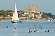 Leigh-on-Sea town with sailing dinghy and flock of Dark-bellied brent geese (Branta bernicla bernicla) in the foreground, Leigh-on-Sea, Essex, UK, October 2010