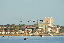 Leigh-on-Sea town with flock of Dark-bellied brent geese (Branta bernicla bernicla) in flight, Leigh-on-Sea, Essex, UK, October 2010