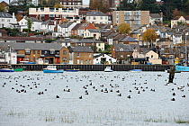 Leigh-on-Sea town harbour with large flock of Dark-bellied brent geese (Branta bernicla bernicla) on water in the foreground, Leigh-on-Sea, Essex, UK, October 2010