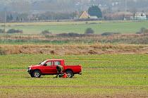 Farmer setting gas banger to scare Dark-bellied brent goose (Branta bernicla) off his crops. South Swale, Kent, UK, December 2010