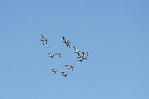 Flock of Shelduck (Tadorna tadorna) in flight, Elmley RSPB Reserve, Kent, UK, March