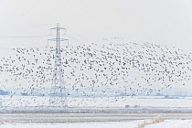 Flock of Dark-bellied brent geese (Branta bernicla bernicla) in flight past electricity pylons in winter, South Swale, Kent, UK, December 2010