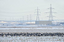 Flock of Dark-bellied brent geese (Branta bernicla bernicla) feeding on frozen crop field with London Array Windfarm onshore substation in the background, Graveney, Kent, UK, December 2010