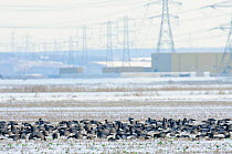 Flock of Dark-bellied brent geese (Branta bernicla bernicla) feeding on frozen crop field with London Array Windfarm onshore substation in the background, Graveney, Kent, UK, December 2010