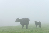 Cow and calf on conservation grazing land at dawn, Elmley Marshes, Kent, UK, March 2011