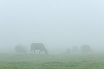 Cattle on conservation grazing land at dawn, Elmley Marshes, Kent, UK, March 2011
