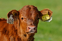 Calf with ear tags on conservation grazing land, Elmley Marshes, Kent, UK, March 2011