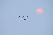 Shelduck ( Tadorna tadorna) in flight, passing the sun at dawn, Elmley RSPB Reserve, Kent, UK, March