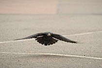 Rook (Corvus frugilegus) landing, in motorway service area, Midlands, UK, April