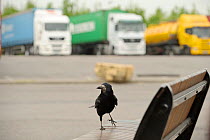 Rook (Corvus frugilegus) in motorway service area, Midlands, UK, April