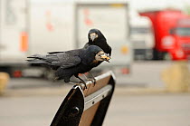 Rook (Corvus frugilegus) two perched in motorway service area, Midlands, UK, April