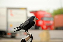Rook (Corvus frugilegus) perched in motorway service area, Midlands, UK, April (This image may be licensed either as rights managed or royalty free.)