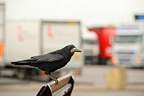Rook (Corvus frugilegus) perched in motorway service area, Midlands, UK, April