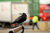 Rook (Corvus frugilegus) perched in motorway service area, Midlands, UK, April