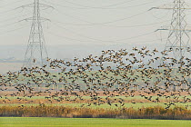 Flock of Dark-bellied brent geese (Branta bernicla) in flight over fields beside London Array Windfarm onshore substation, Graveney, Kent, UK, November 2011