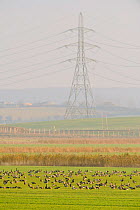 Flock of Dark-bellied brent geese (Branta bernicla) feeding on fields with pylon of the London Array Windfarm onshore substation in the background, Graveney, Kent, UK, November 2010
